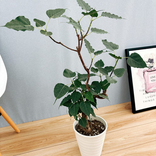 ☆ インドボダイジュ 160cm♪ フィカス•レジリオーサ♪ PLANCHU200302 観葉植物 フィカス レリジオーサ 5号鉢 受け皿