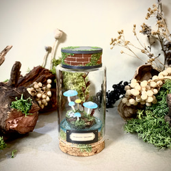 キノコ標本テラリウム 桐箱の森 リニューアル バレンタインセール 立体
