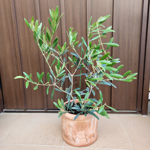 オリーブ ネバディロブランコ ウサギテラコッタ鉢植え 苗