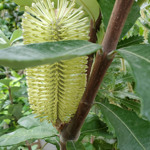 コーストバンクシア・オージープランツ・ ロックガーデン コーストバンクシア 鉢植え33 苗 苗木 ワイルドフラワー