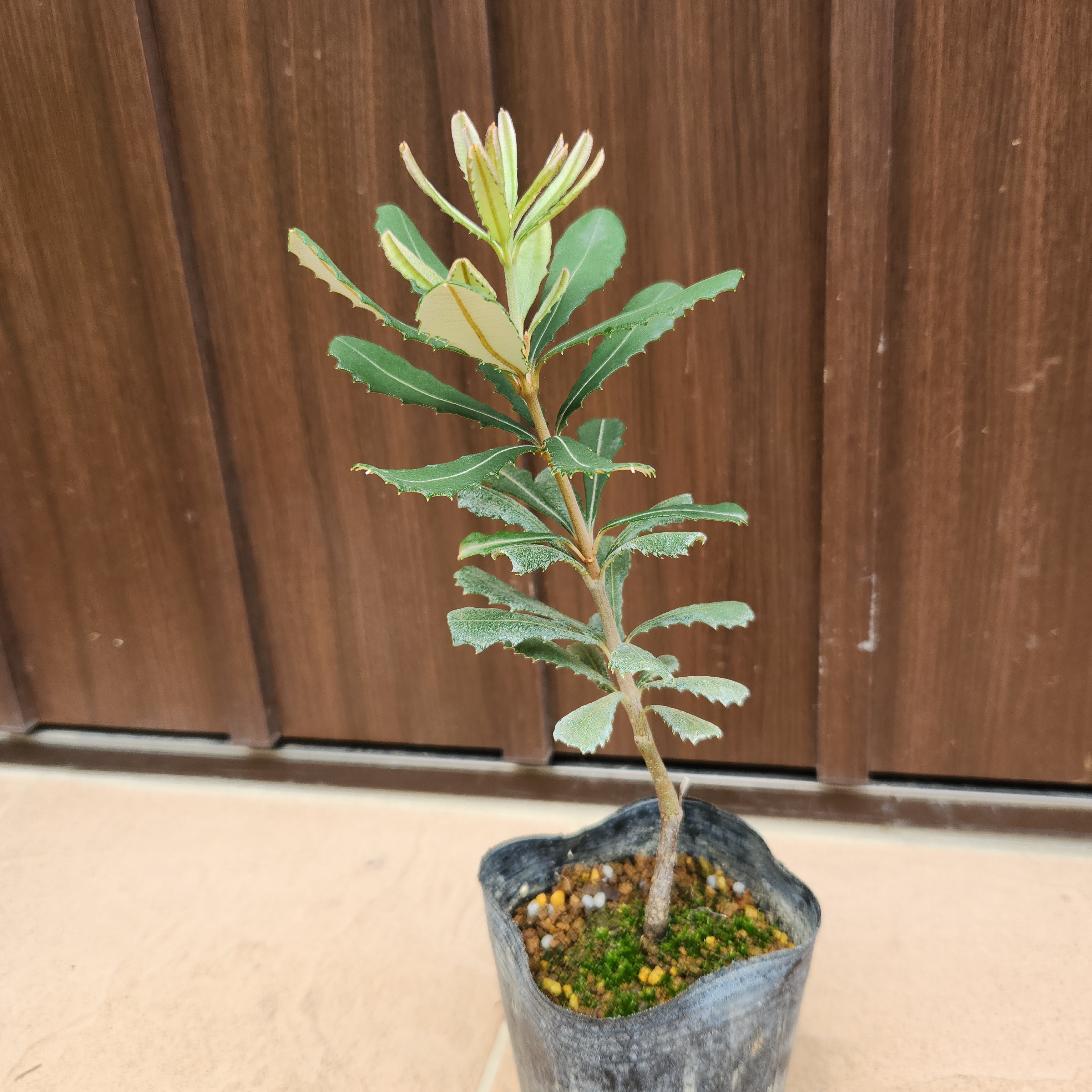 コーストバンクシア 8号鉢（コーストバンクシア - 植物と暮らす