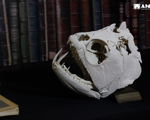 ペーシュ・カショーロ 18cm頭骨レプリカ Payara, 18cm skull