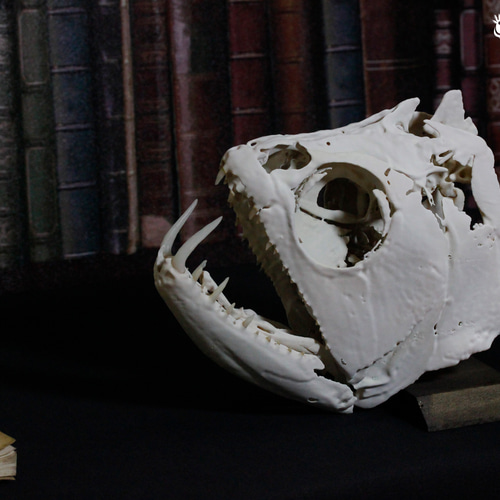 ペーシュ・カショーロ 18cm頭骨レプリカ Payara, 18cm skull