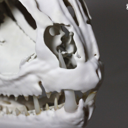 コレクション 頭骨 日本産哺乳類・ コキクガシラコウモリ の拡大頭骨模型を作製しま