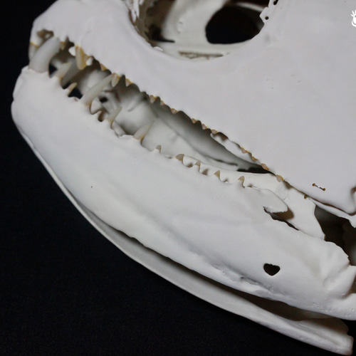 ペーシュ・カショーロ 18cm頭骨レプリカ Payara, 18cm skull replica 