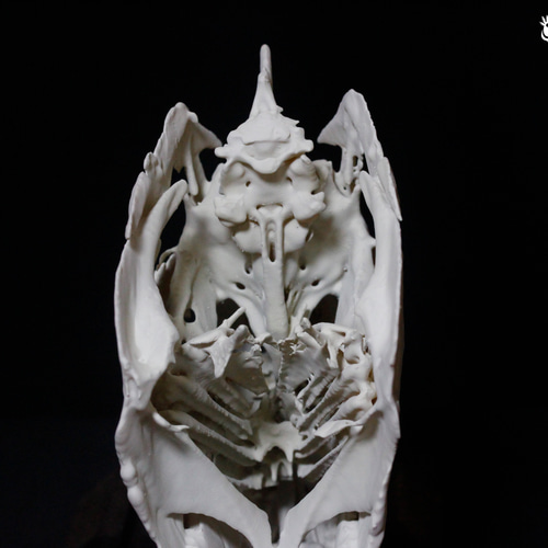 ペーシュ・カショーロ 18cm頭骨レプリカ Payara, 18cm skull replica 