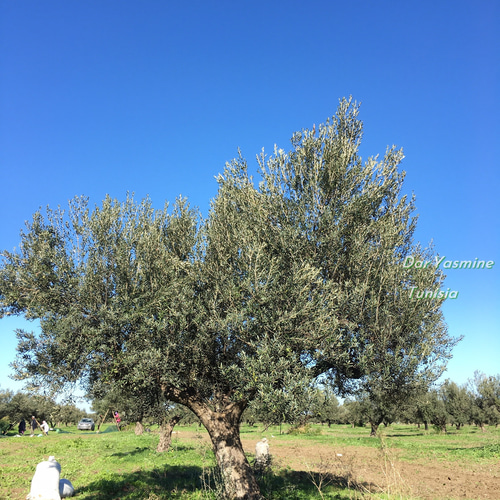 オリーブの木 こだわりのキッチン用品 すり鉢・すりこぎ