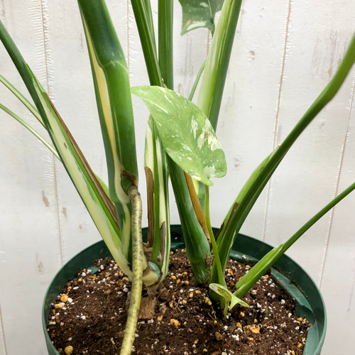 状態良好 2株植え！ 斑入り モンステラ 7号スリット鉢 2 その他 