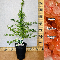 2年生 デザートライム接木苗／フィンガーライム 4.5号ポット 高