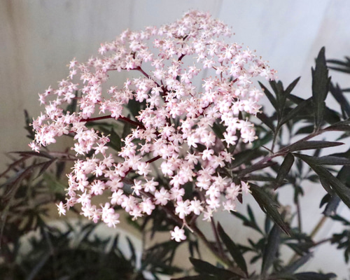 のこのこ　紫陽花　アジサイ　イズミチオリ　サンブカス　ブラックレース サンブカス♡ブラックレース♡西洋ニワトコ♡ アートフラワー nico