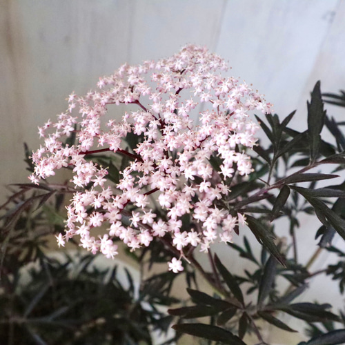 のこのこ　紫陽花　アジサイ　イズミチオリ　サンブカス　ブラックレース サンブカス♡ブラックレース♡西洋ニワトコ♡ アートフラワー nico
