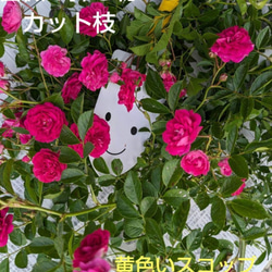 サマーポインセチア♡抜き苗 8〜20苗くらい 多肉植物 黄色いスコップ