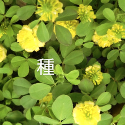 サマーポインセチア♡抜き苗 8〜20苗くらい 多肉植物 黄色い