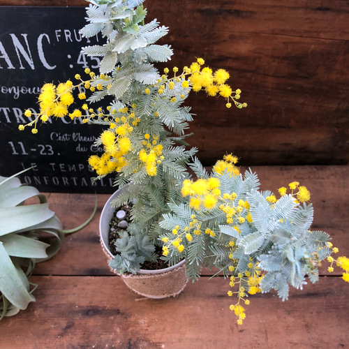 100㎝ミモザアカシア苗①開花はじまりました！つぼみ60本以上　早咲きミモザ 100㎝ミモザアカシア苗①開花はじまりました！つぼみ60本以上 早咲き