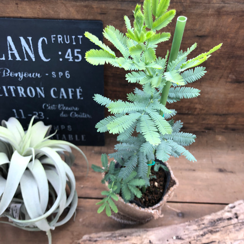 ミモザの苗♡超希少♡アカシア♡即完売♡ アートフラワー パリジェンヌ