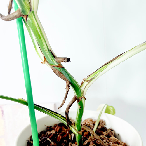 希少】605. 極斑入り モンステラ ホワイトタイガー 観葉植物