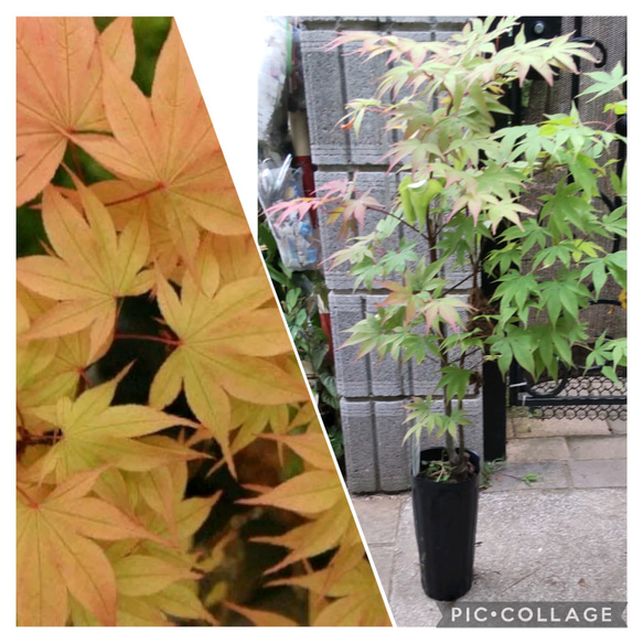 もみじ【大盃・おおさかずき】春の萌芽秋の紅葉共にも美しい もみじ【大盃・おおさかずき】春の萌芽秋の紅葉共にも美しい