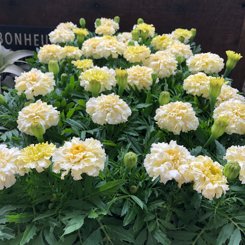 布の花 小さいマリーゴールド 黄色 アートフラワー hana-sa-i-ta