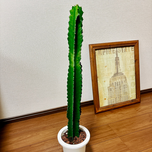 現品］☆一点限り☆【希少】ユーフォルビア 五彩閣 観葉植物 レア 室内 