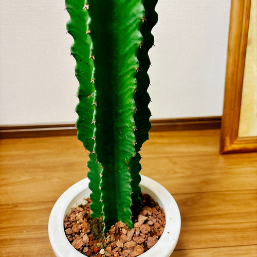 現品］☆一点限り☆【希少】ユーフォルビア 五彩閣 観葉植物