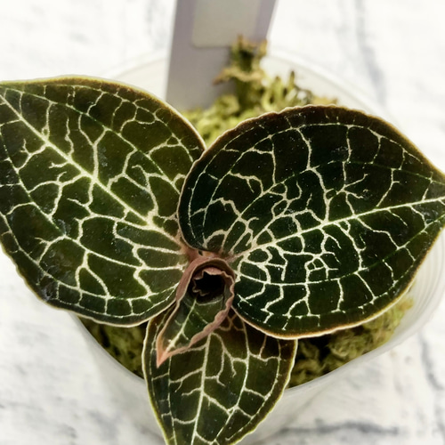 ジュエルオーキッド　宝石蘭 ジュエルオーキッド 宝石蘭 【公式通販】 その他観葉植物