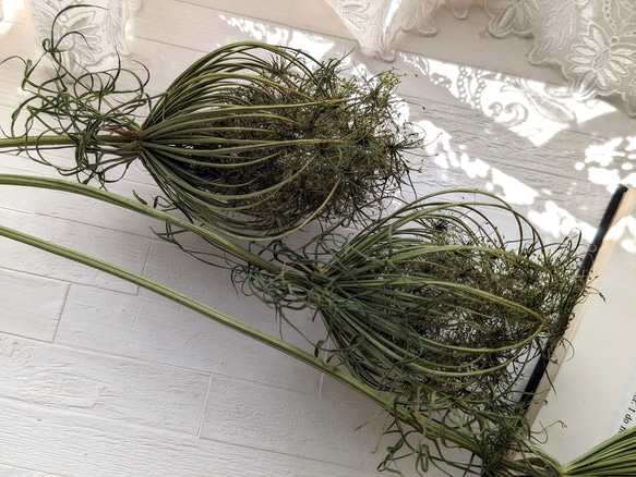 アンティークで素敵！レースフラワーダウカスシードのドライフラワー 1