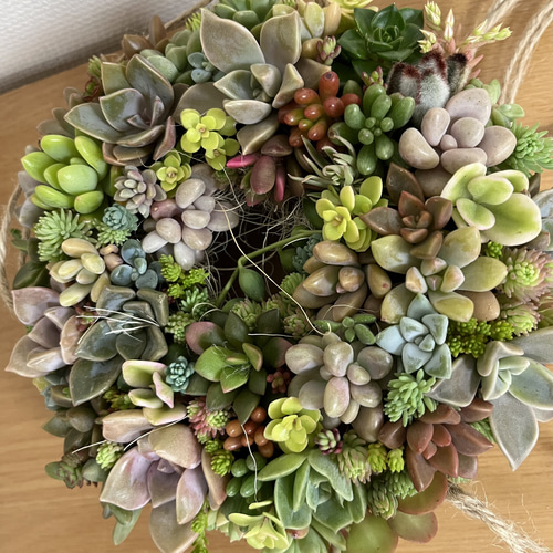 多肉植物 フライングリース 多肉植物 feminine さきゅれんと