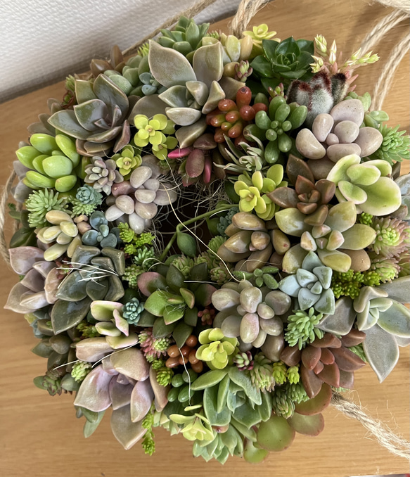 まこ〜 多肉植物リース Clear Wreath』澄んだリース 多肉植物 多肉寄せ植え