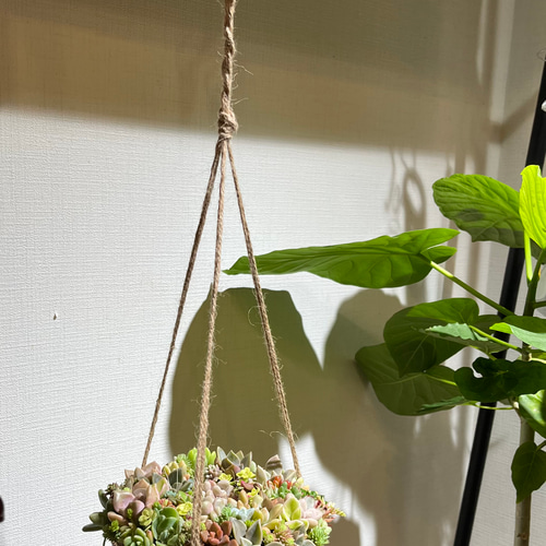 多肉植物 フライングリース 多肉植物 feminine さきゅれんと