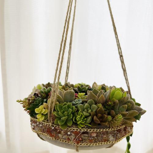 多肉植物 フライングリース 多肉植物 feminine さきゅれんと