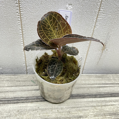 ジュエルオーキッド 選べる4品種 LeafTop RedClouds SilverSilk