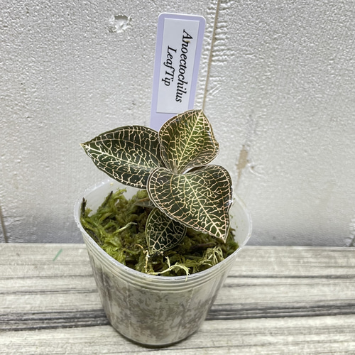 ジュエルオーキッド 選べる4品種 LeafTop RedClouds SilverSilk