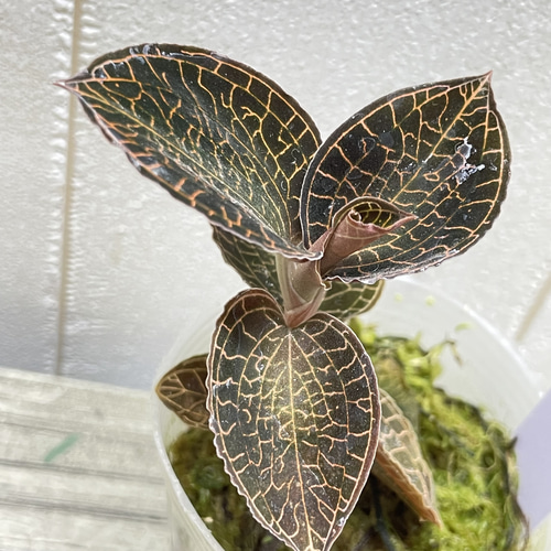 ジュエルオーキッド 選べる4品種 LeafTop RedClouds SilverSilk