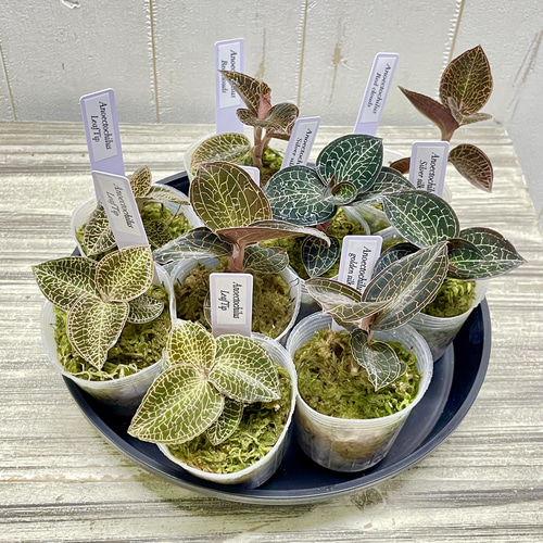 ジュエルオーキッド 選べる4品種 LeafTop RedClouds SilverSilk
