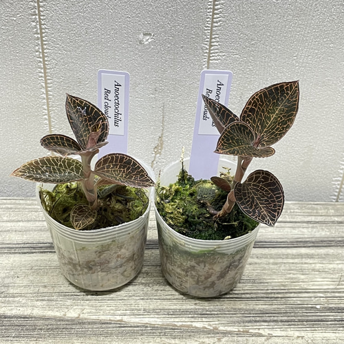ジュエルオーキッド 選べる4品種 LeafTop RedClouds SilverSilk