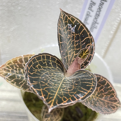 ジュエルオーキッド,tridax red ミクロキルス・トリダックス（レッドスポット） - Eye's factory