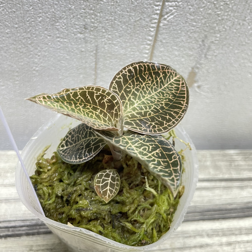 ジュエルオーキッド 選べる4品種 LeafTop RedClouds SilverSilk