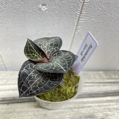 ジュエルオーキッド 選べる4品種 LeafTop RedClouds SilverSilk