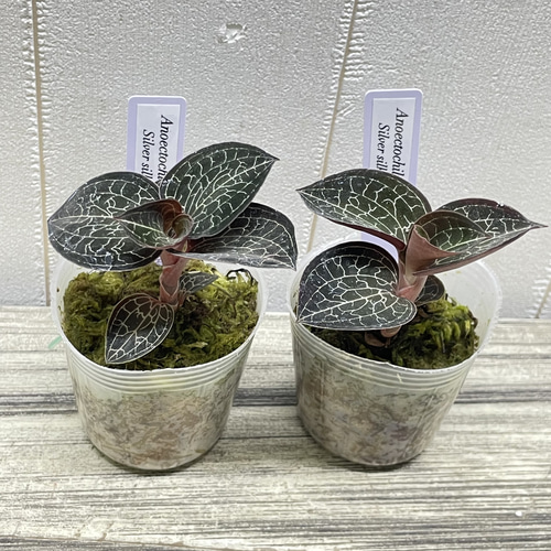 ジュエルオーキッド,tridax red Microchilus tridax from Ecuador (Invoice) / ジュエルオーキッド