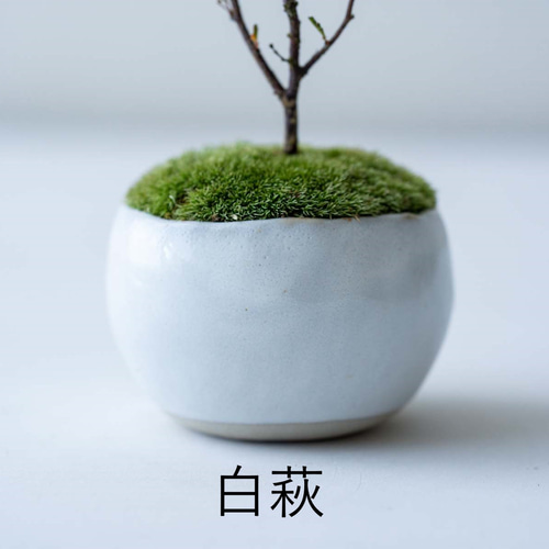 希少 　大皿　てびねり　アンティーク　盆栽　受皿 姫ネムノキ｜2L【受け皿セット】 盆栽 Sekibokka 通販 17822207
