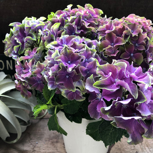 新品種♡秋色カラーウェーブ♡希少♡秋色♡マーブル♡紫陽花 アート