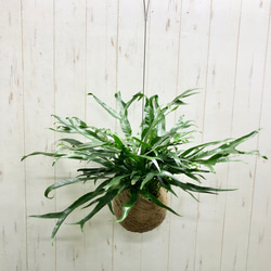 光触媒 人工観葉植物 ウォールグリーン フェイクグリーン ユーカリ高さ