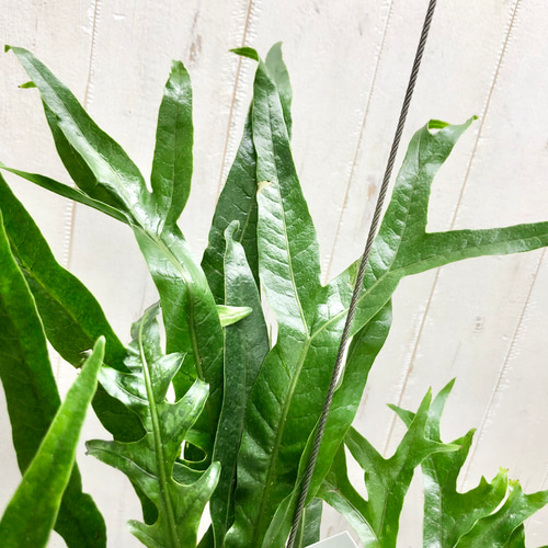 個性派インテリア カザリシダ アグラオモルファ コロナンス ハンギング