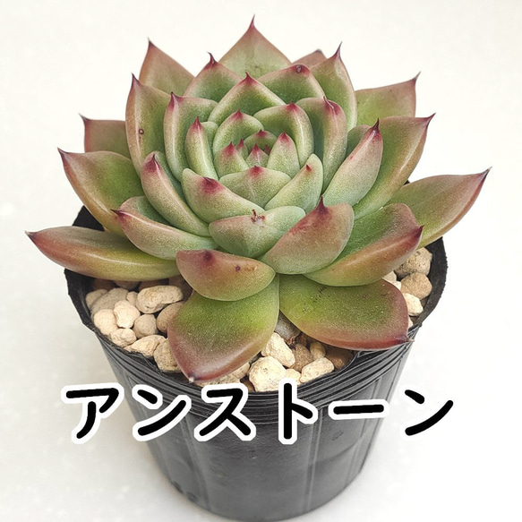 多肉植物 アンストーン 【公式通販】