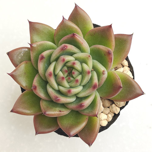 多肉植物　アンストーン アンストーン｜- ガーデニング用品や多肉植物、寄せ植えの通販
