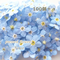 ドライフラワー 】☆6月のお得☆ ワスレナグサ / わすれな草 / 勿忘草