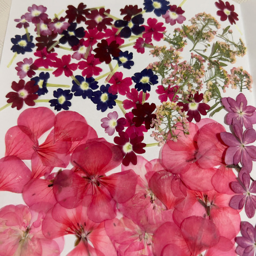 押し花花材セット No.9・10 ドライフラワー Satsuki 通販 17823732