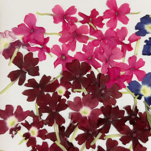 押し花・ドライフラワー花材 asuemon 楽天市場】【ドライ】m flowers/押し花 かすみ草 ピンク 着色