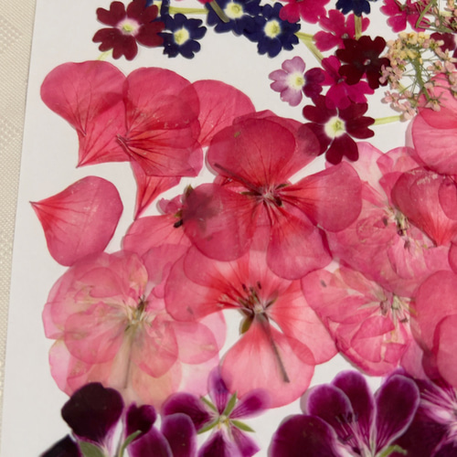 押し花・ドライフラワー花材 asuemon greenrosenetshopyumi_assort135