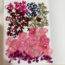 押し花 mflowerコラボ】押し花 さくら 啓翁桜 正面向き 横向き 10枚入り